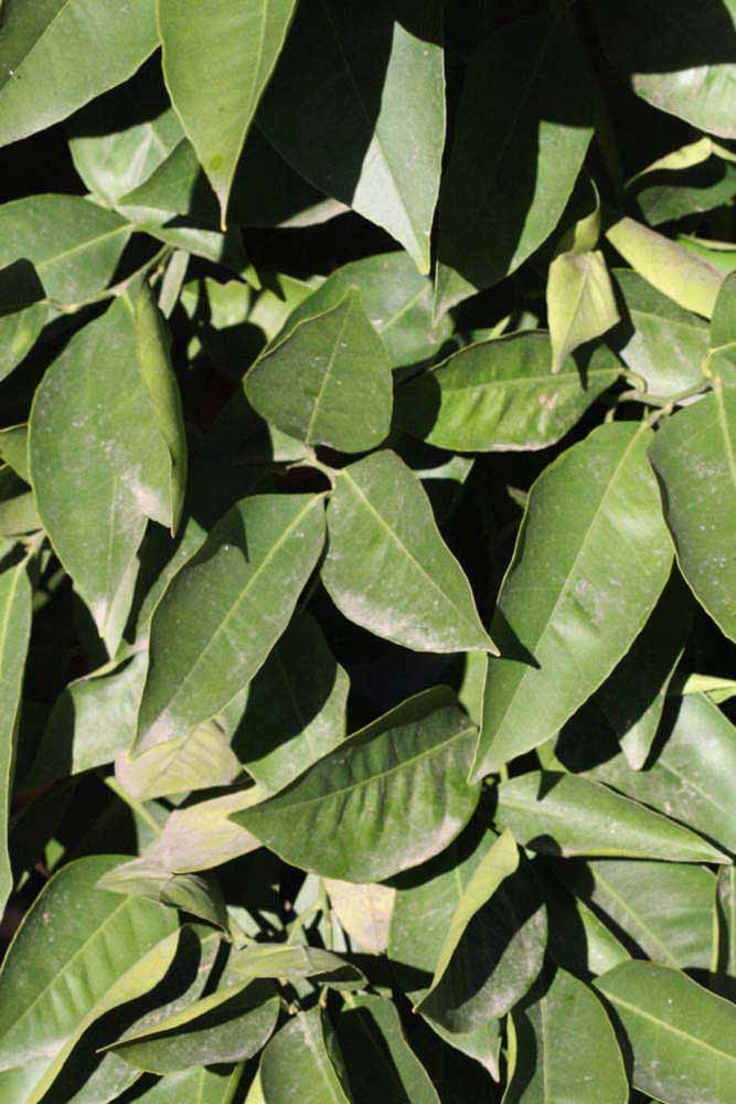            Sun leaves (Riverside, CA)   